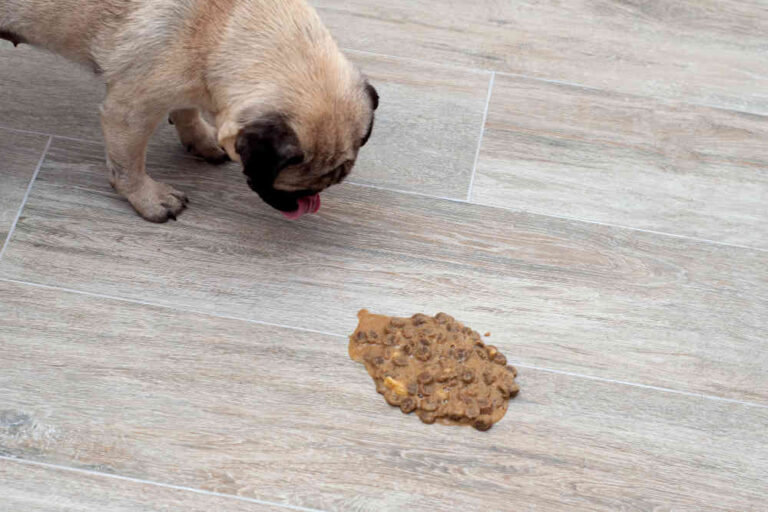 5 Best Ways to Help Your Dog Throw Up, According to a Vet