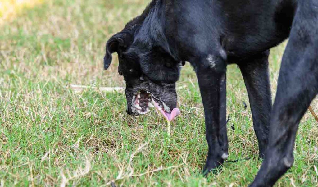 black dog vomiting on grass