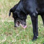 black dog vomiting on grass