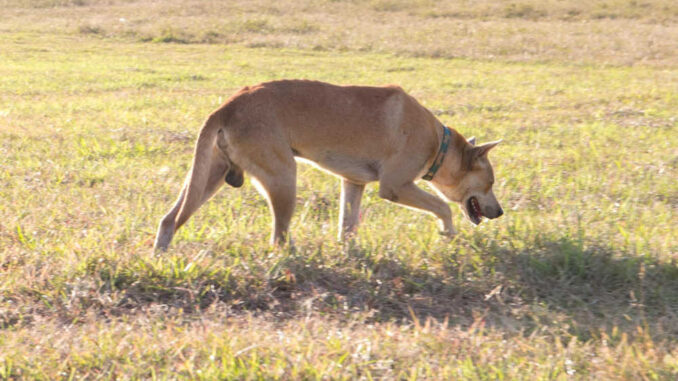 dog vomiting outdoors in the grass