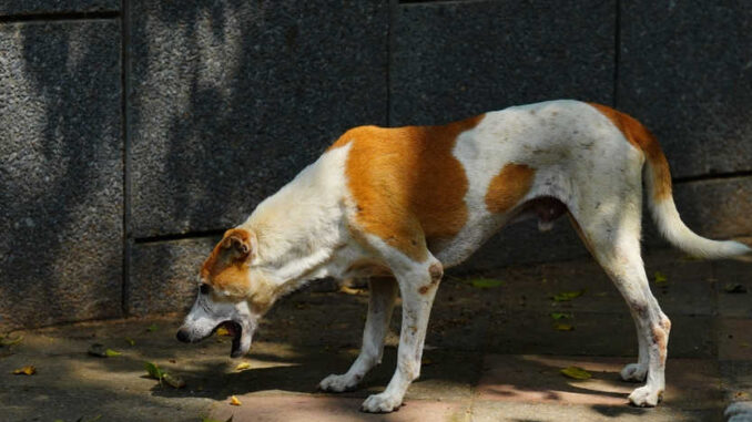 dog vomiting on floor