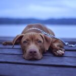 Dogs and Phenobarbital: Is your pet whining?