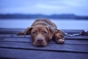 Dogs and Phenobarbital: Is your pet whining?