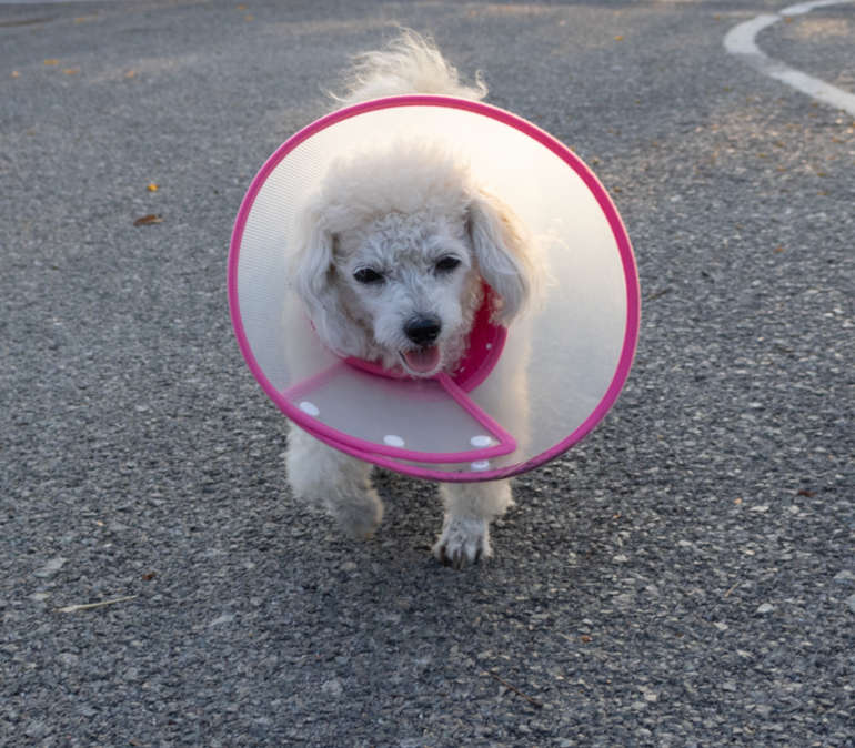 dog walking in street with an e-collar after a surgery