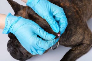 Sebaceous Adenomas on Dogs: Pictures, Symptoms, Treatments