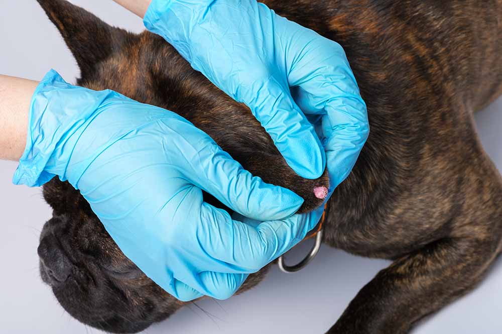 vet showing a dog wart on a dog's neck