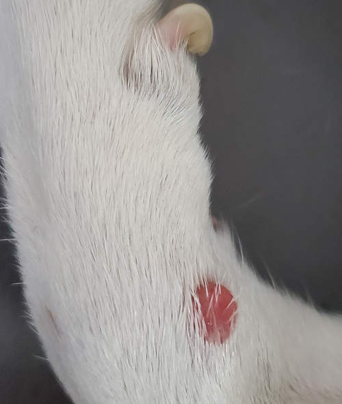 a bleeding wart on the leg of a dog with white fur