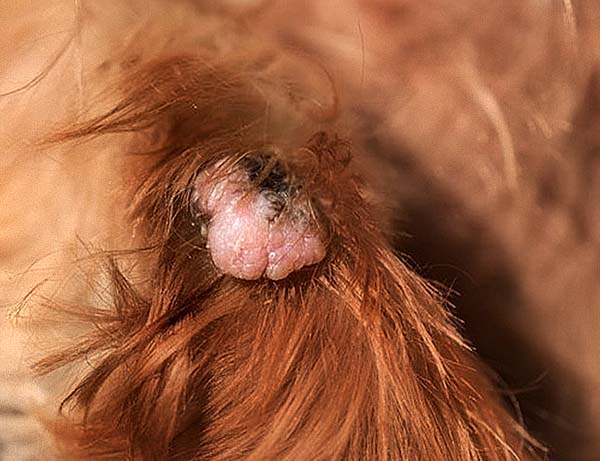 wart closeup on a dog