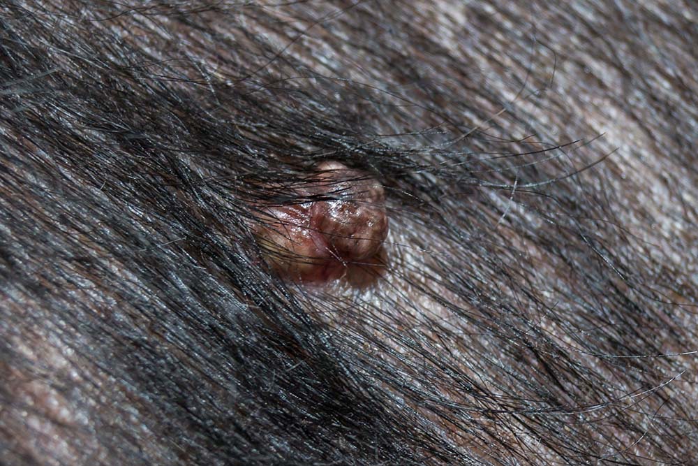 black dog wart