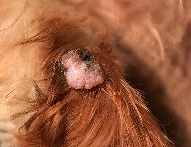 close up picture of a wart on a dog