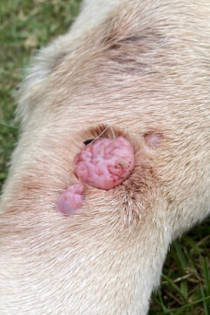 pink and red wart on a dog's leg