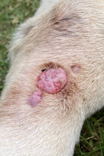 Pink cauliflower growth on 2024 dog