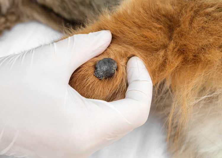 20 Pictures of Dog Warts + Veterinarian Advice