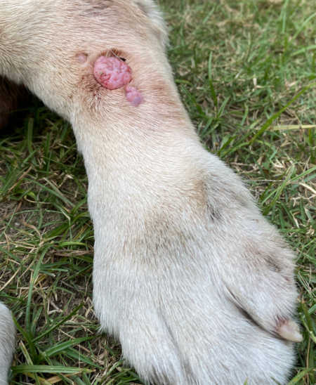 huge skin tag on dog