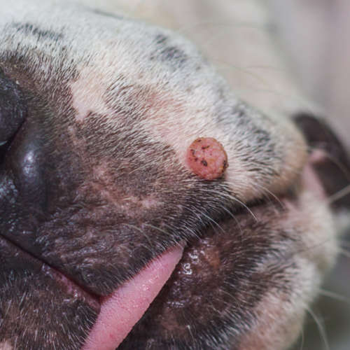 Red Alert: 9 Types of Red Lumps on Dogs [With Pictures]