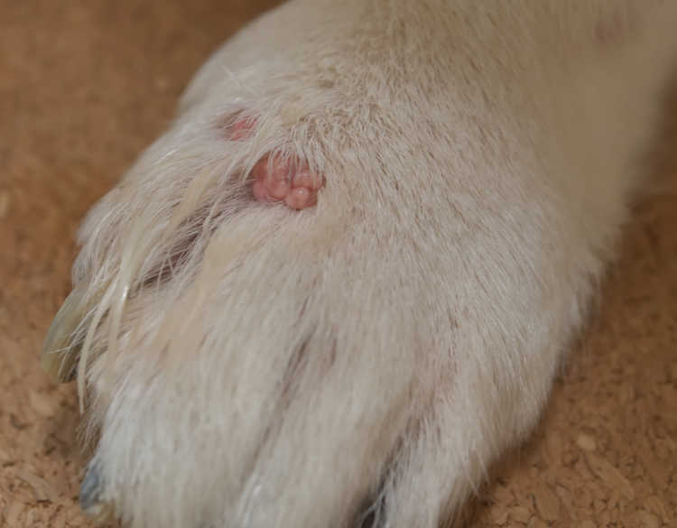 wart on dog's toes