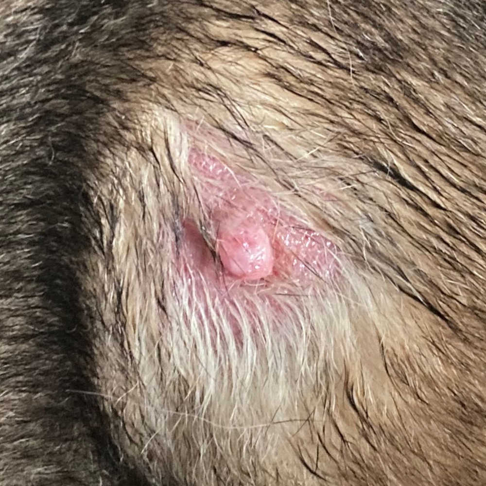 Warts on dogs store stomach