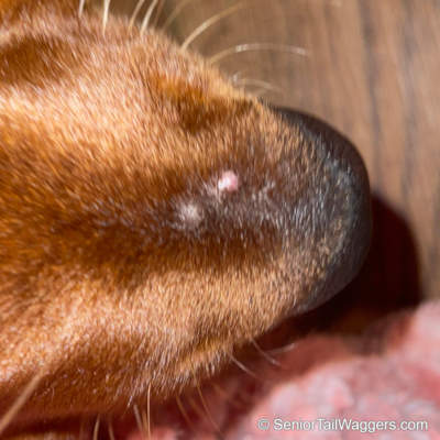 pink, furless warts on a dog's face, just above the nose