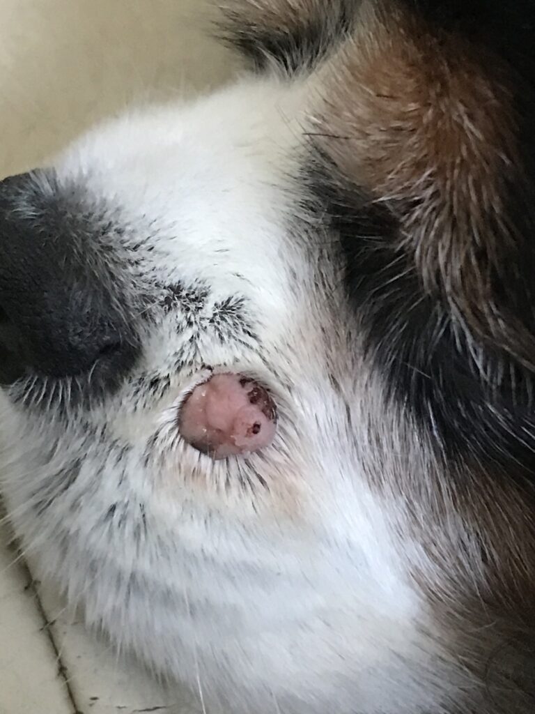 wart on dog's face near the nose