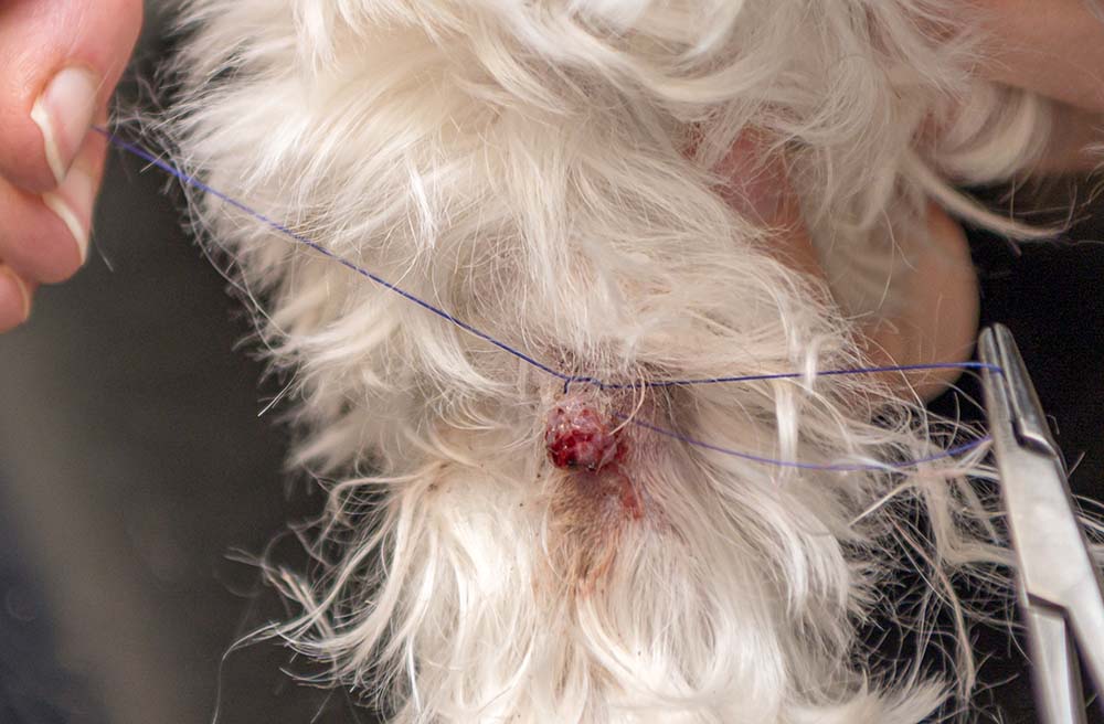 does papilloma virus go away in dogs