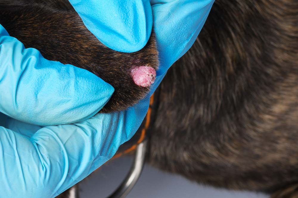 is melanoma painful for dogs