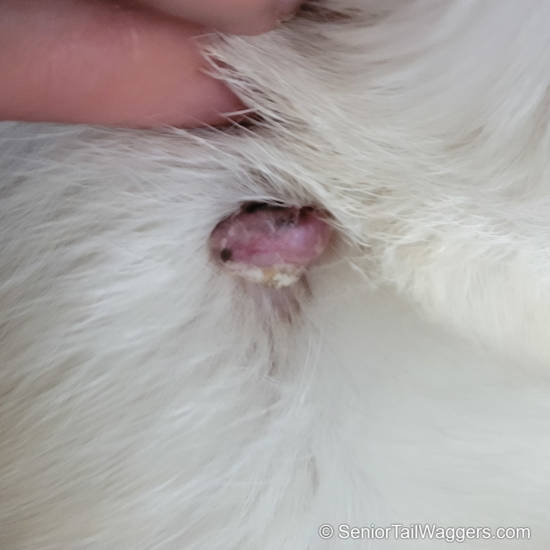 benign wart or skin tag, or cancerous mast cell tumor