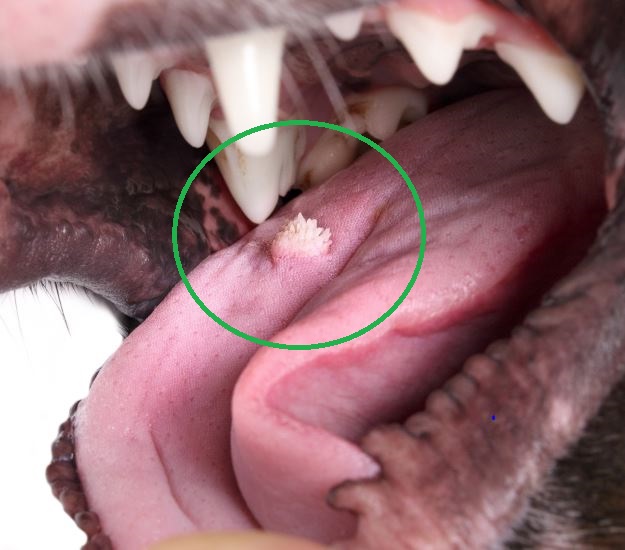 close up of a single wart on a dog's tongue