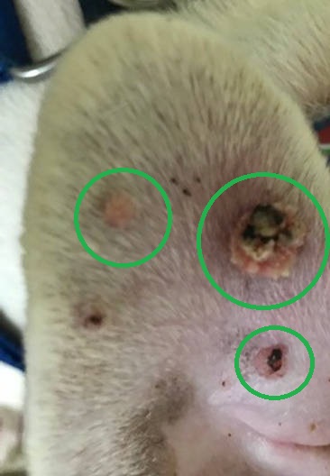 warts on a dog's ear flap