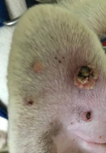  warts on a dog's ear flap