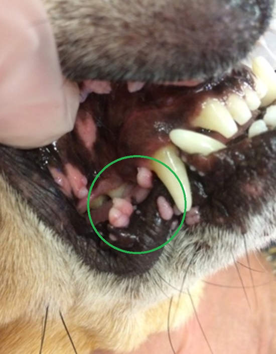 white warts on a dog's lips