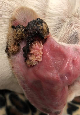 warts on ear flap