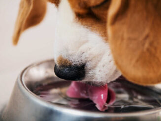 beagle drinking water from a bowl