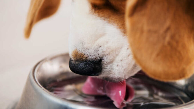 beagle drinking water from a bowl