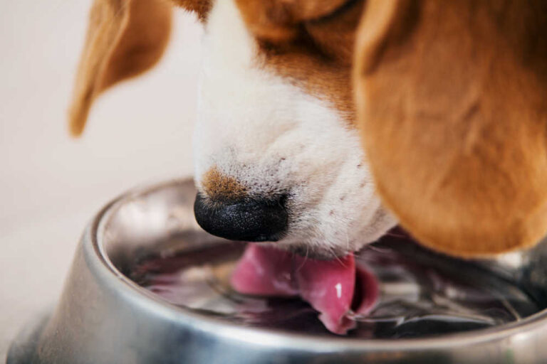 7 Tips to Help a Sick Dog Drink Water [Vet Tech Advice]