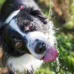 Why Dogs Cough After Drinking Water: Our Vets Explain