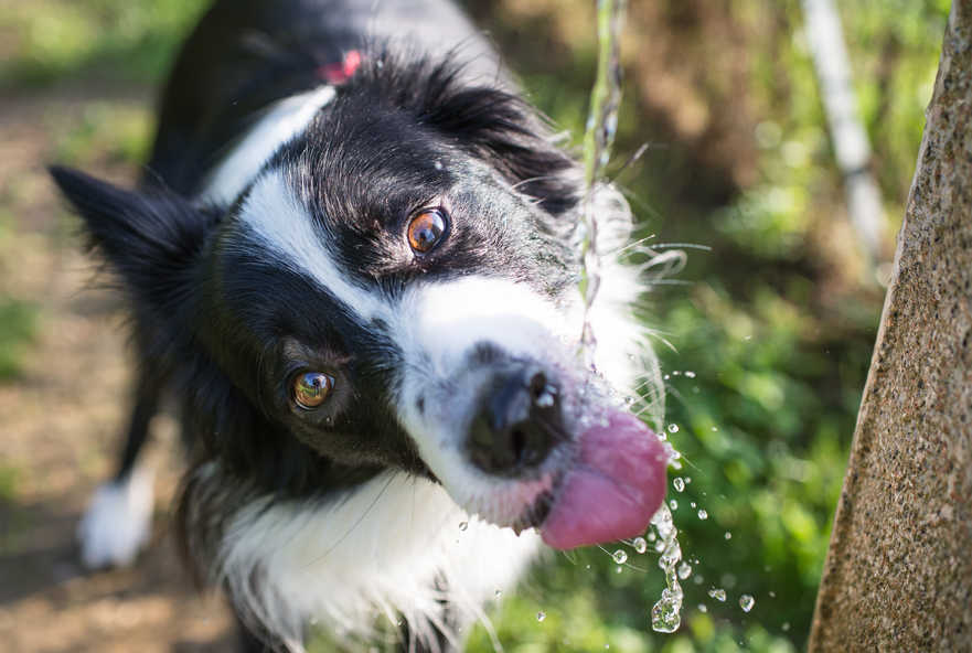 how much water should my dog drink calculator