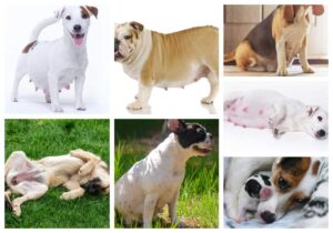 20 Dog Pregnancy Pictures, Week by Week, Chosen by Our Vets
