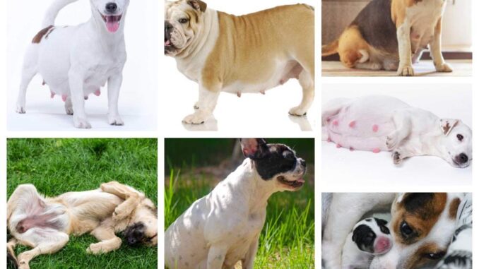 collage of pictures showing pregnant dogs, week by week