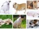 collage of pictures showing pregnant dogs, week by week