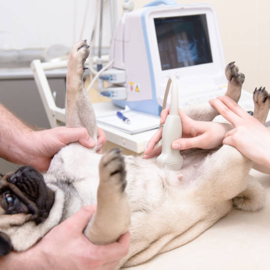 dog in week 4 of pregnancy getting ultrasound
