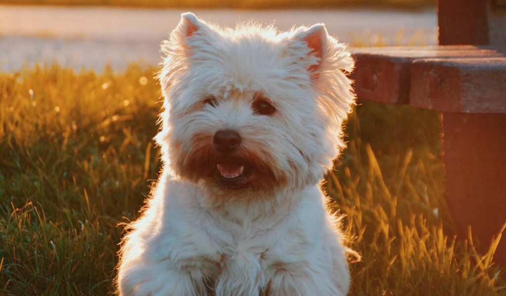 why is my westies mouth brown