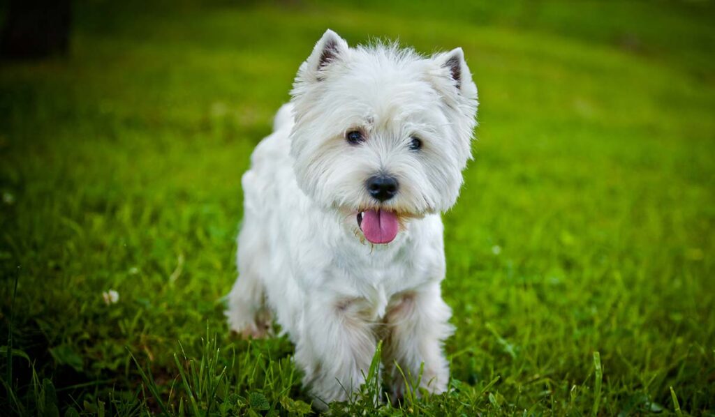 West Highland Terrier at the park