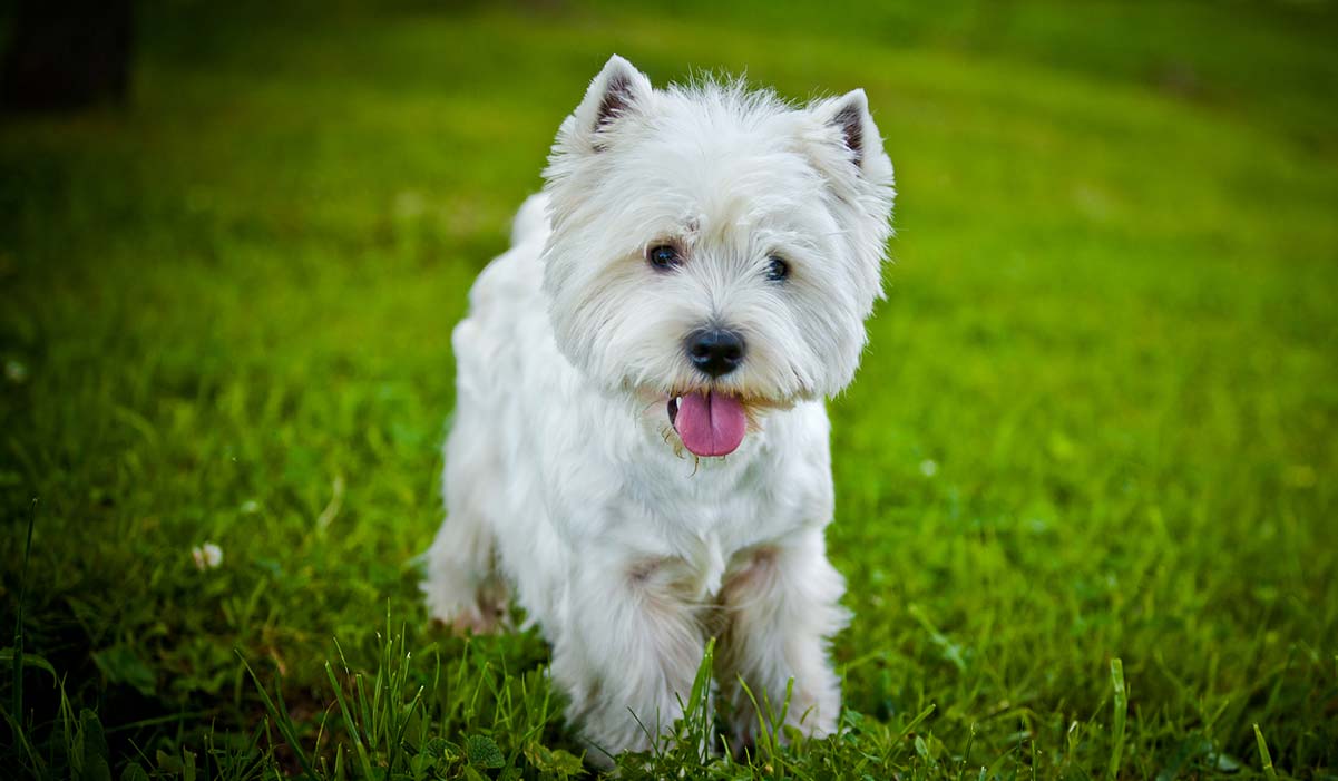 27 Fluffy White Dog Breeds that Will Amaze You