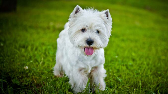 westie walking outdoors