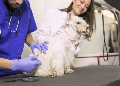 west highland white terrier at the vet