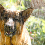 German Shepherd wet in the rain outdoors
