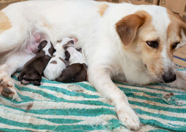 A tired but otherwise healthy female dog breastfeeding her puppies at a makeshift whelping area made of cardboard boxes and towels.