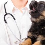 young dog whining in the arms of a veterinarian
