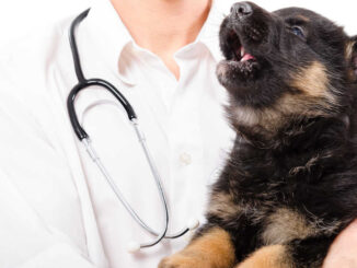 young dog whining in the arms of a veterinarian