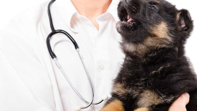 young dog whining in the arms of a veterinarian